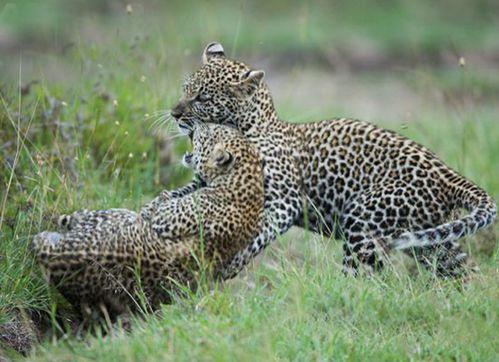 遇见豹子最新爆料,揭秘明星幕后故事 第2张 遇见豹子最新爆料,揭秘明星幕后故事 第2张